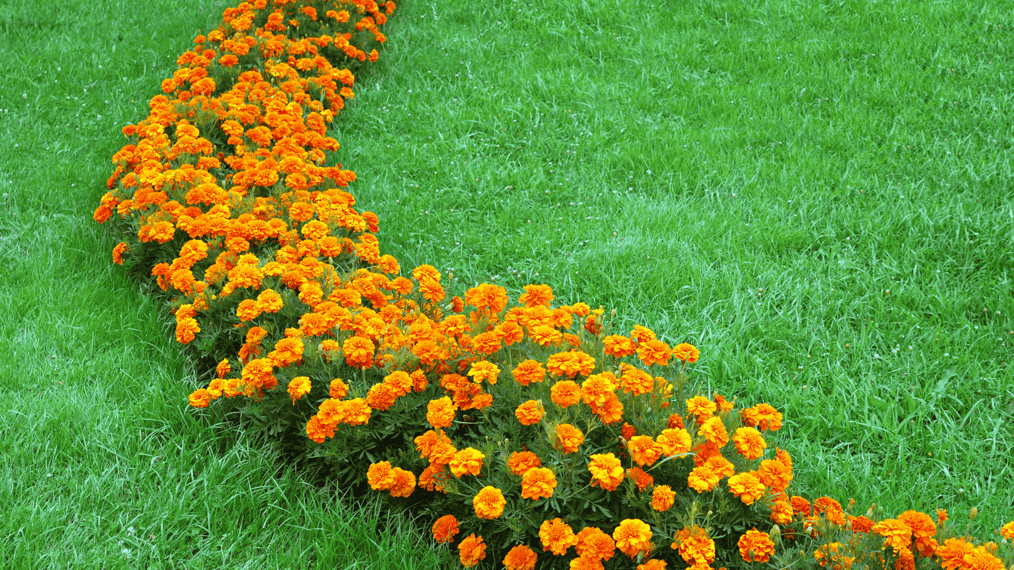 Yard Enhancements & Seasonal Services